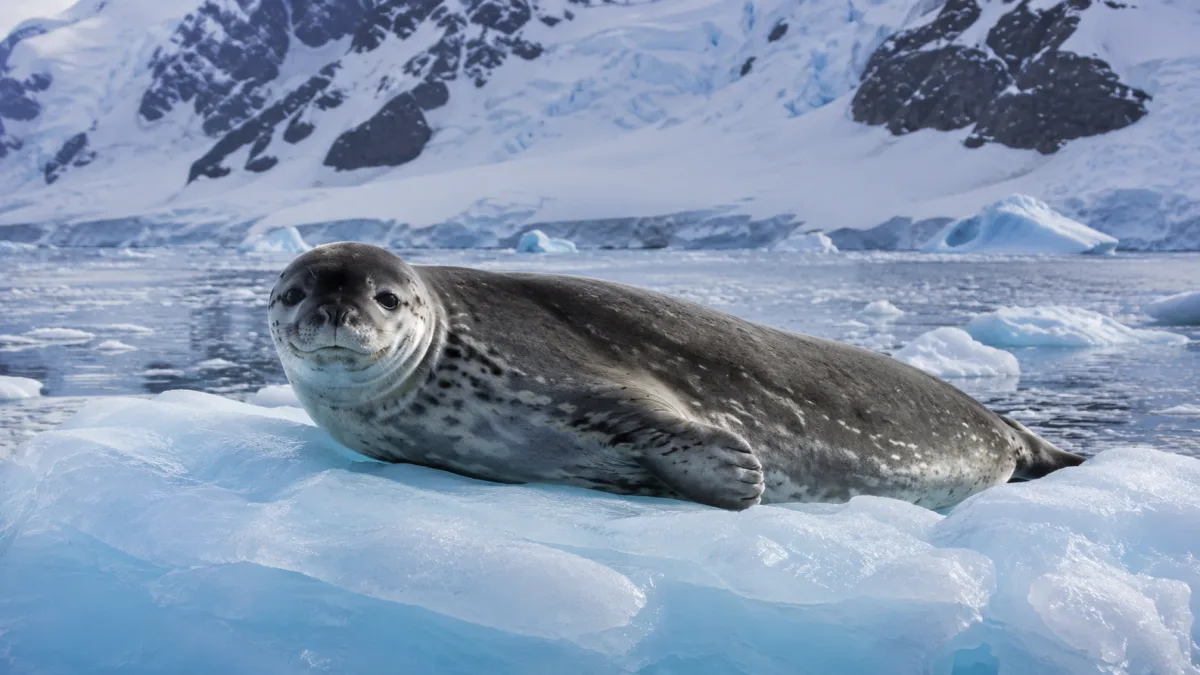 Foca de Weddell descansando sobre un témpano de hielo, Antártida