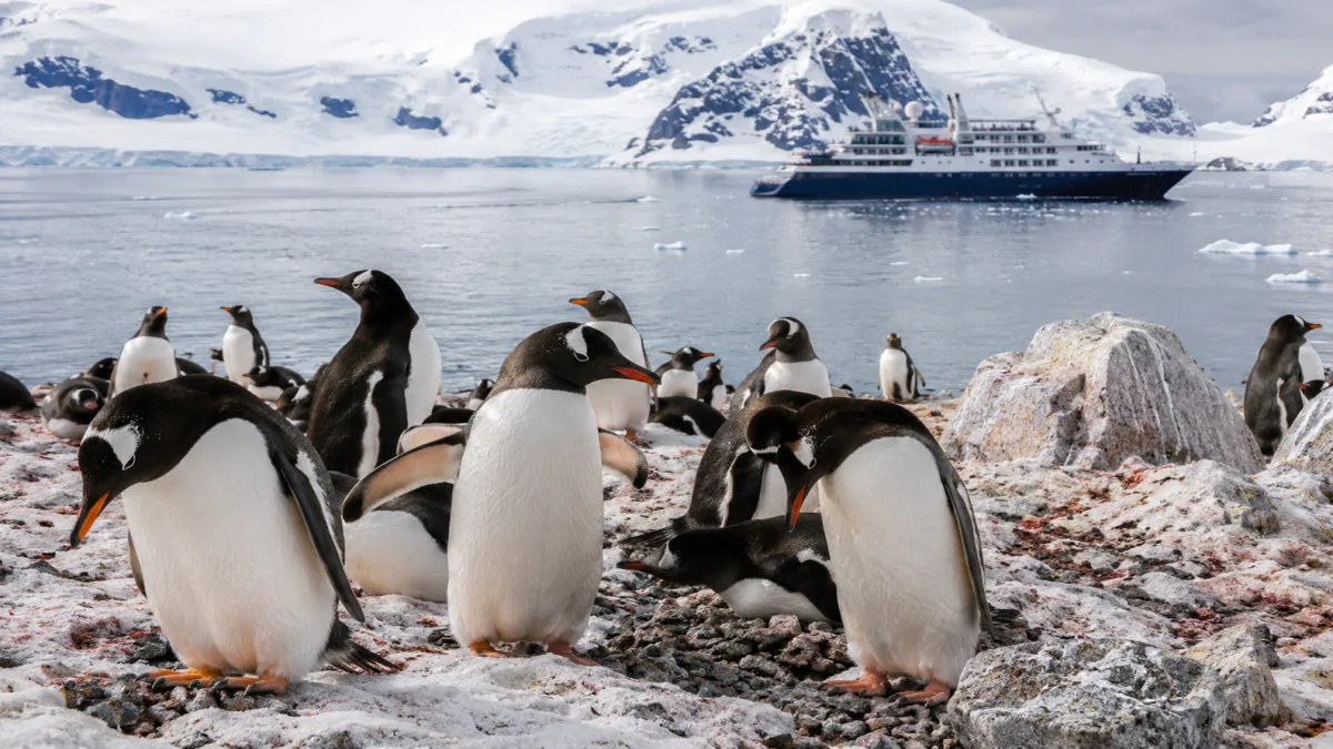 Pingüinos papúa con sus crías en la colonia, Península Antártica