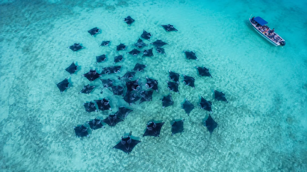 Hanifaru Bay: nadar con mantarrayas y en qué resort alojarse